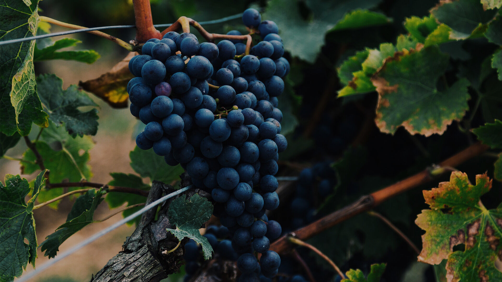 grapes on the vine